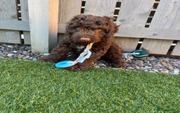 Cockapoo dogs for sale: Male Cockapoo puppy 16 weeks old - Advert 4