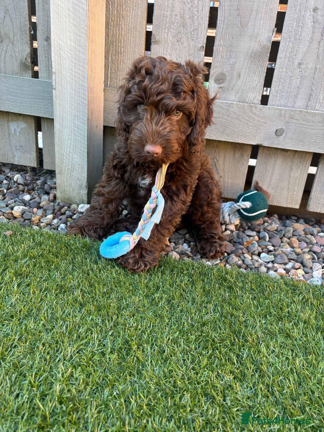 Cockapoo dogs for sale: Male Cockapoo puppy 16 weeks old - Advert 4