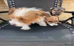 Jack Russell dogs for sale: Jack Russell Puppies  - Image 5