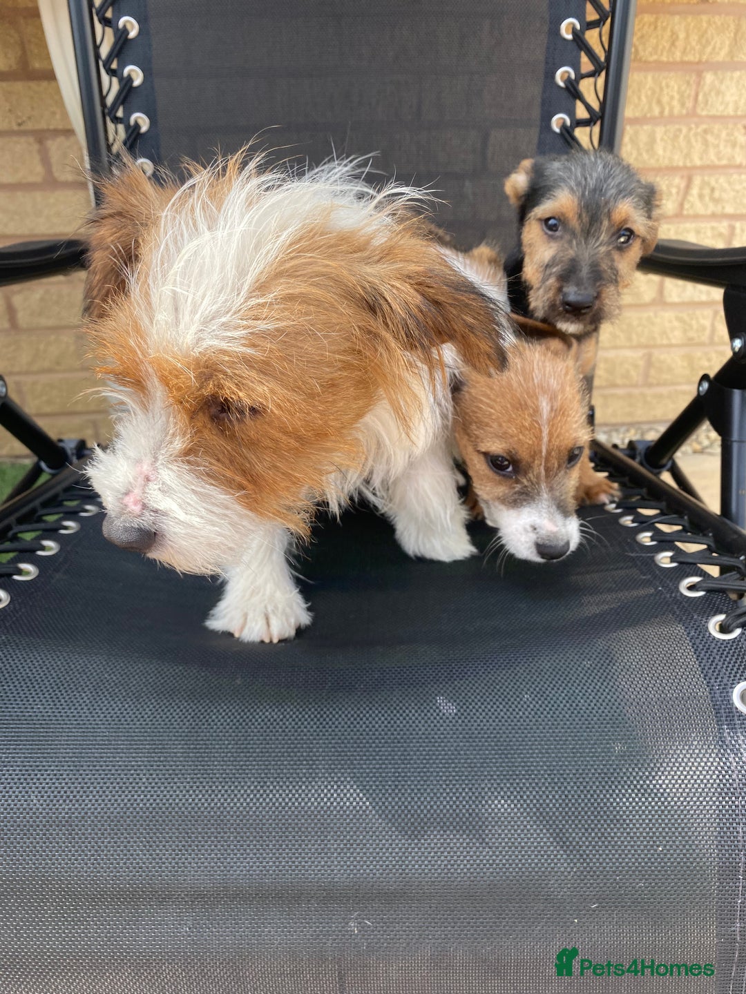Jack Russell dogs for sale: Jack Russell Puppies  - Image 5