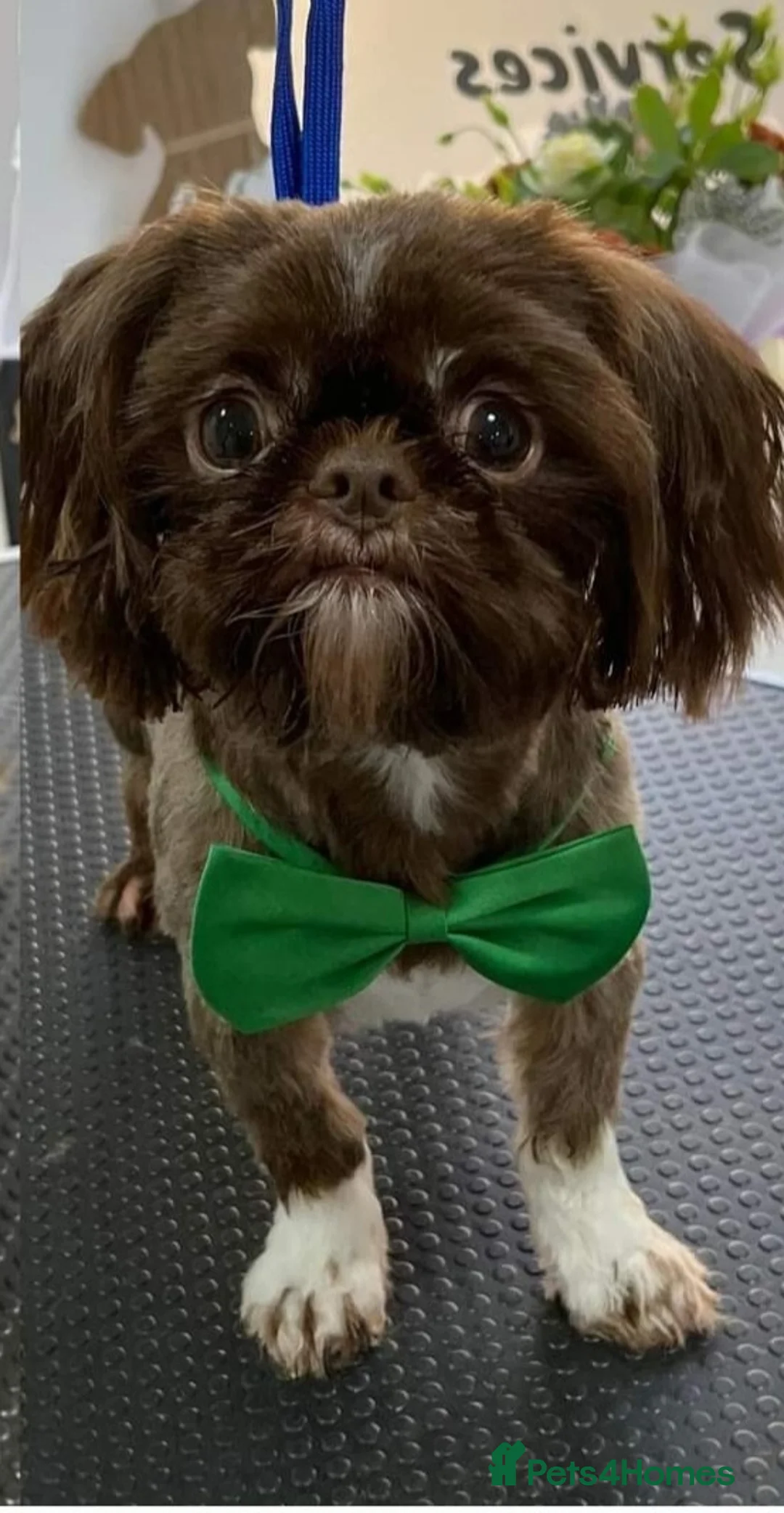 Shih Tzu dogs for stud:  imperial studs both proven  in Bolton - Advert 3