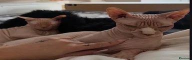 Sphynx 1