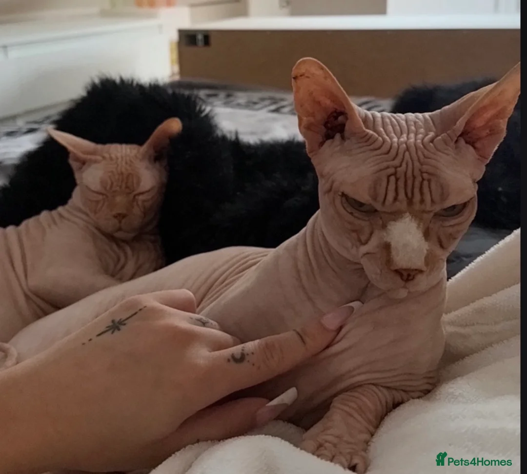 Sphynx cats for sale: Beautiful Sphynx Cat Looking for a Loving Home in Watford - Advert 2