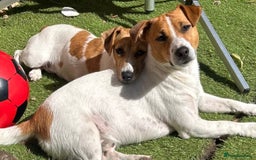 Jack Russell dogs for sale: Jack Russel boy 2 yrs old - Advert 2