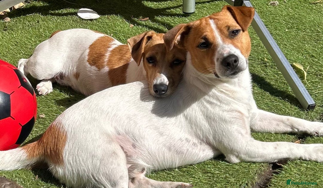 Jack Russell dogs for sale: Jack Russel boy 2 yrs old - Advert 2