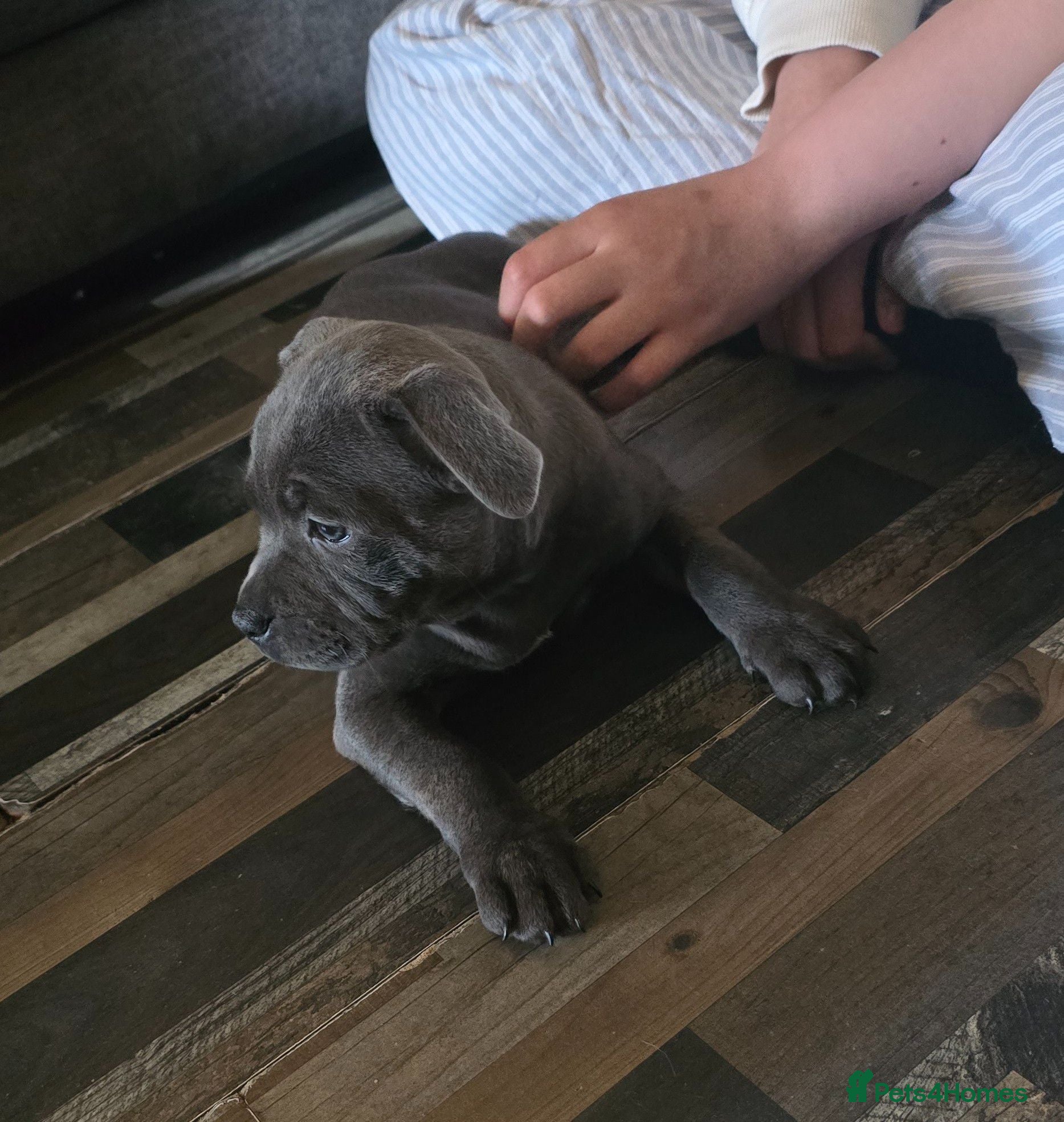 Staffordshire Bull Terrier dogs Stunning KC reg SBT BLUE PUPS - Advert 1