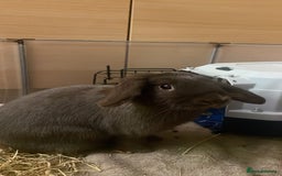 English Lop rabbits for sale: ABANDONED RABBIT NEEDS HOME ASAP!   - Image 2