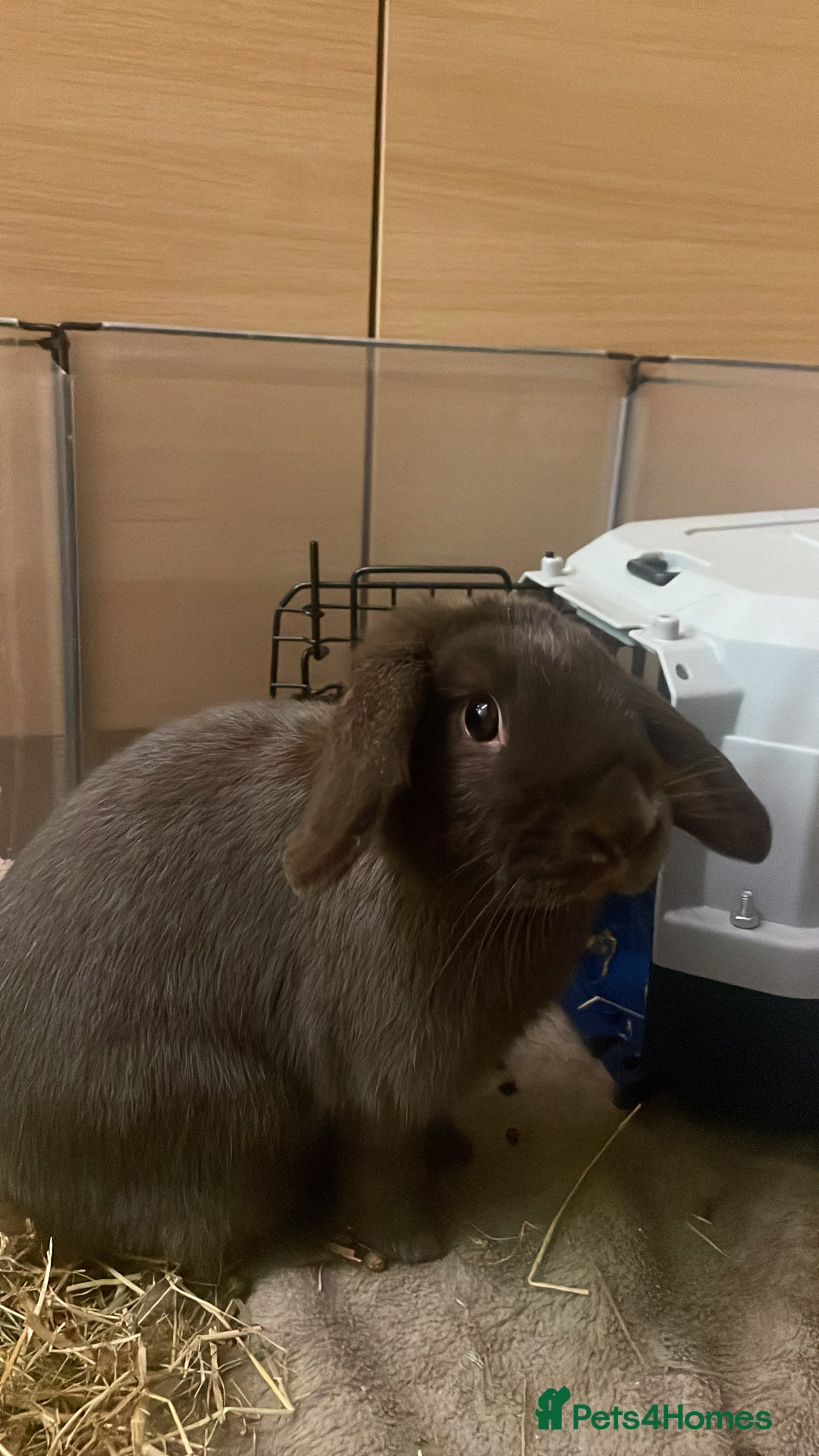 English Lop rabbits for sale: ABANDONED RABBIT NEEDS HOME ASAP!   - Image 2