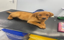Labrador Retriever dogs for sale: Kc Labrador puppy ALLinjectionsfleawormchipinsured - Image 34
