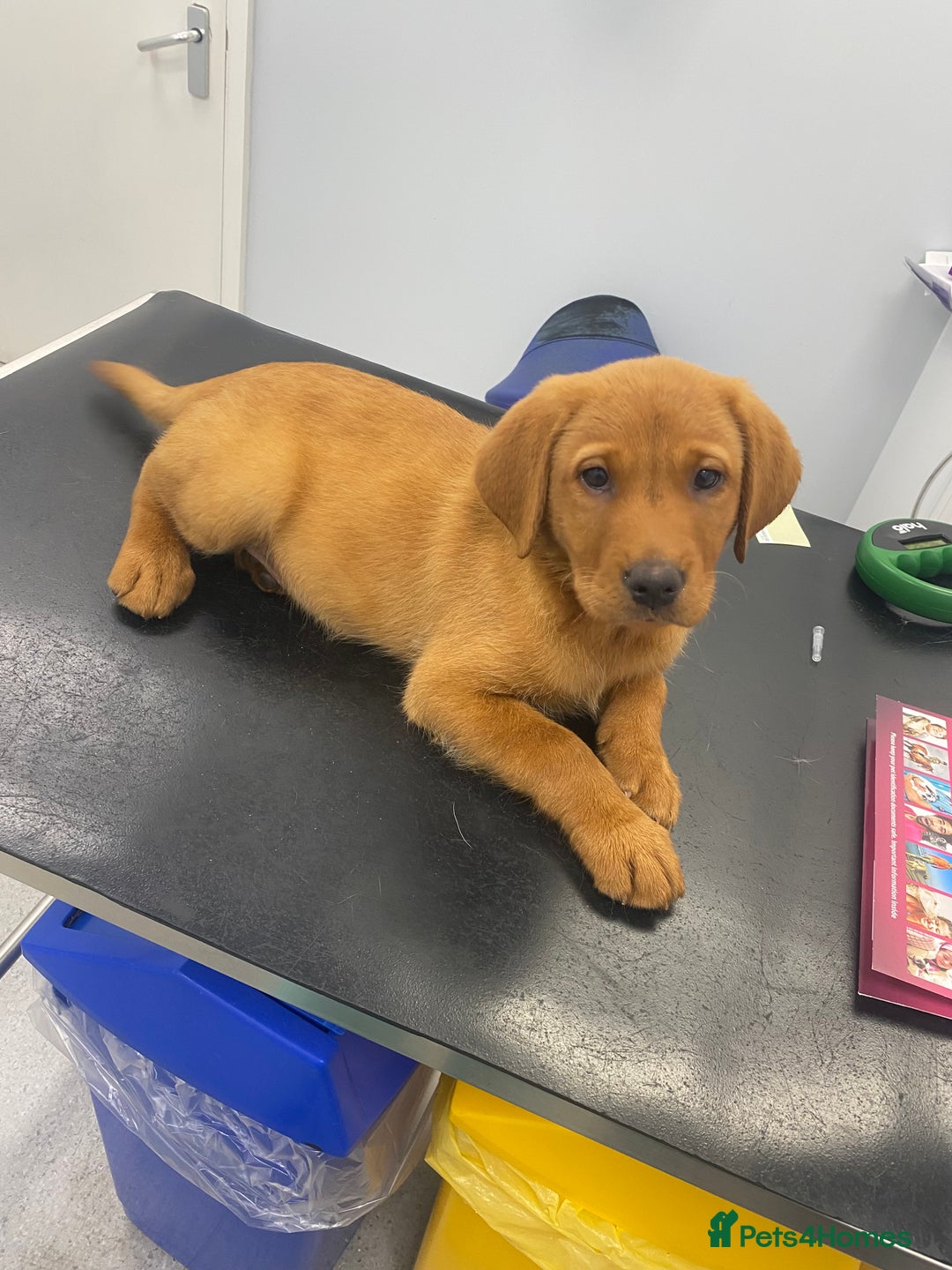 Labrador Retriever dogs for sale: Kc Labrador puppy ALLinjectionsfleawormchipinsured - Image 34