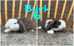 Mini Lop rabbits for sale: Pure breed mini lop male and female  - Image 12
