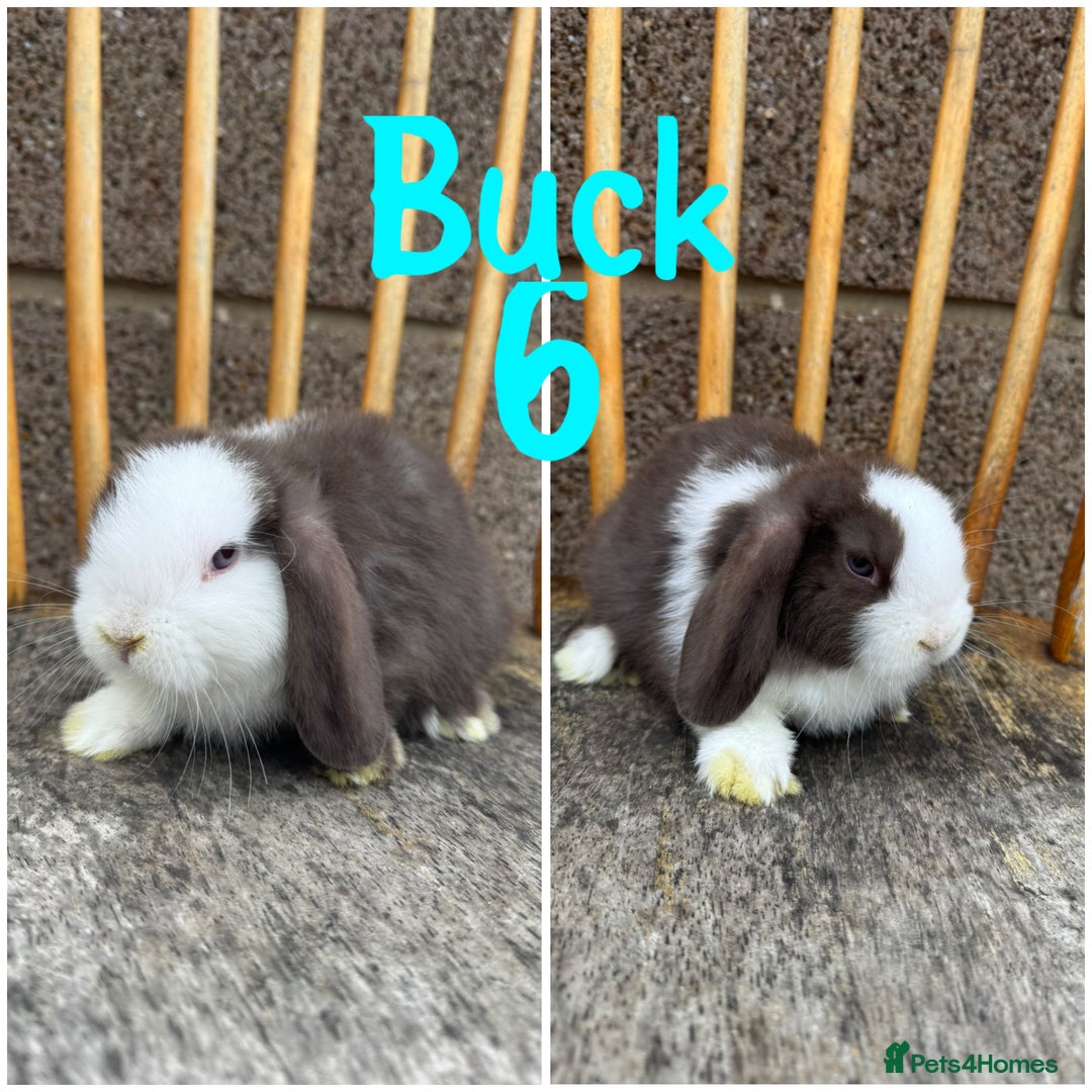 Mini Lop rabbits for sale: Pure breed mini lop male and female  - Image 12