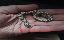 Snake reptiles for sale: Western Hognose Snakes Cb25 - Image 3
