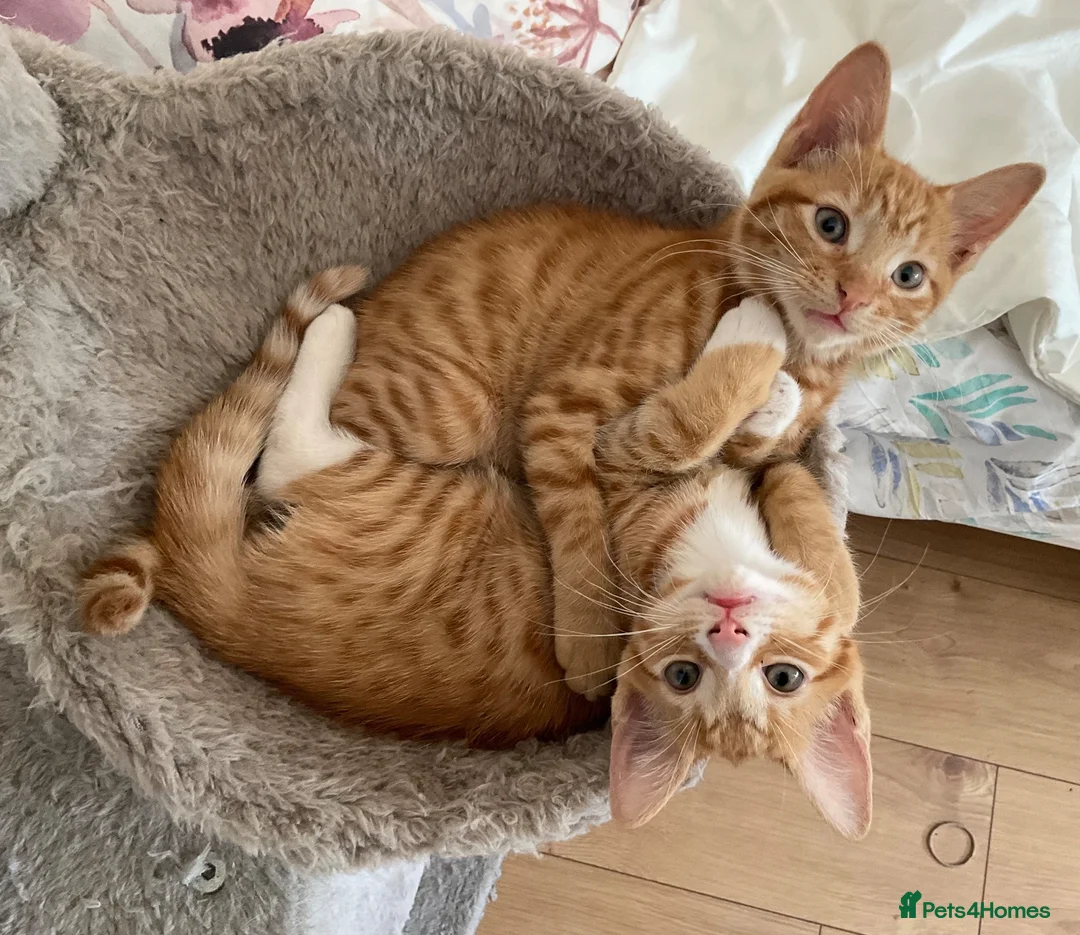 British Shorthair cats for sale: Beautiful kittens ready for loving homes. in London - Advert 2