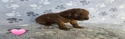 Cavapoo dogs for sale: 8 gorgeous F2B Toy cavapoo puppies. 4 boys 4 girls in Rhyl - Advert 10