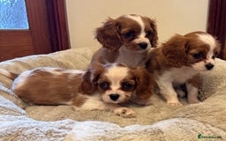 Cavalier King Charles Spaniel dogs for sale: Cavalier kcs health tested parents licensed  - Image 8