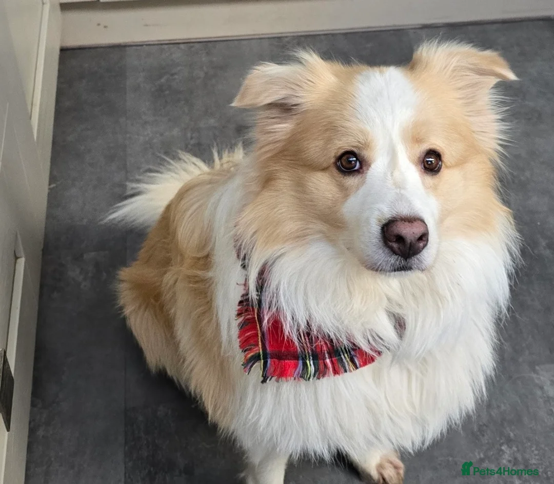 Border Collie dogs for stud: Border Collie for Stud - Proven in Preston - Advert 2