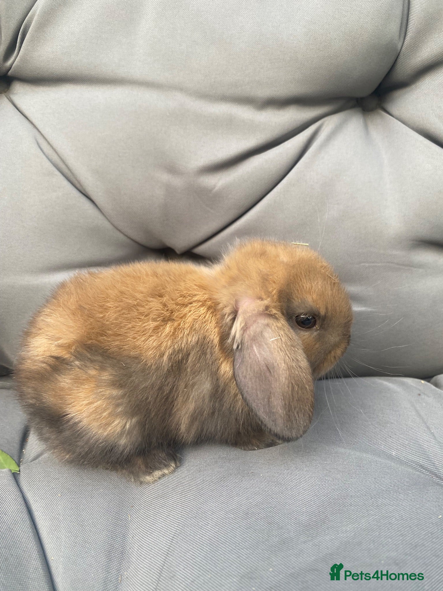 Mini Lop rabbits MINI LOP BUNNIES  - Advert 1