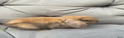 Mini Lop rabbits for sale: MINI LOP BUNNIES  - Advert 1