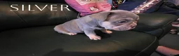 French Bulldog dogs for sale: 4 Male French Bulldog Puppies  - Advert 9