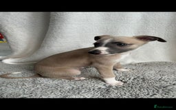 Whippet dogs for sale: Full kc registered whippets  - Image 3