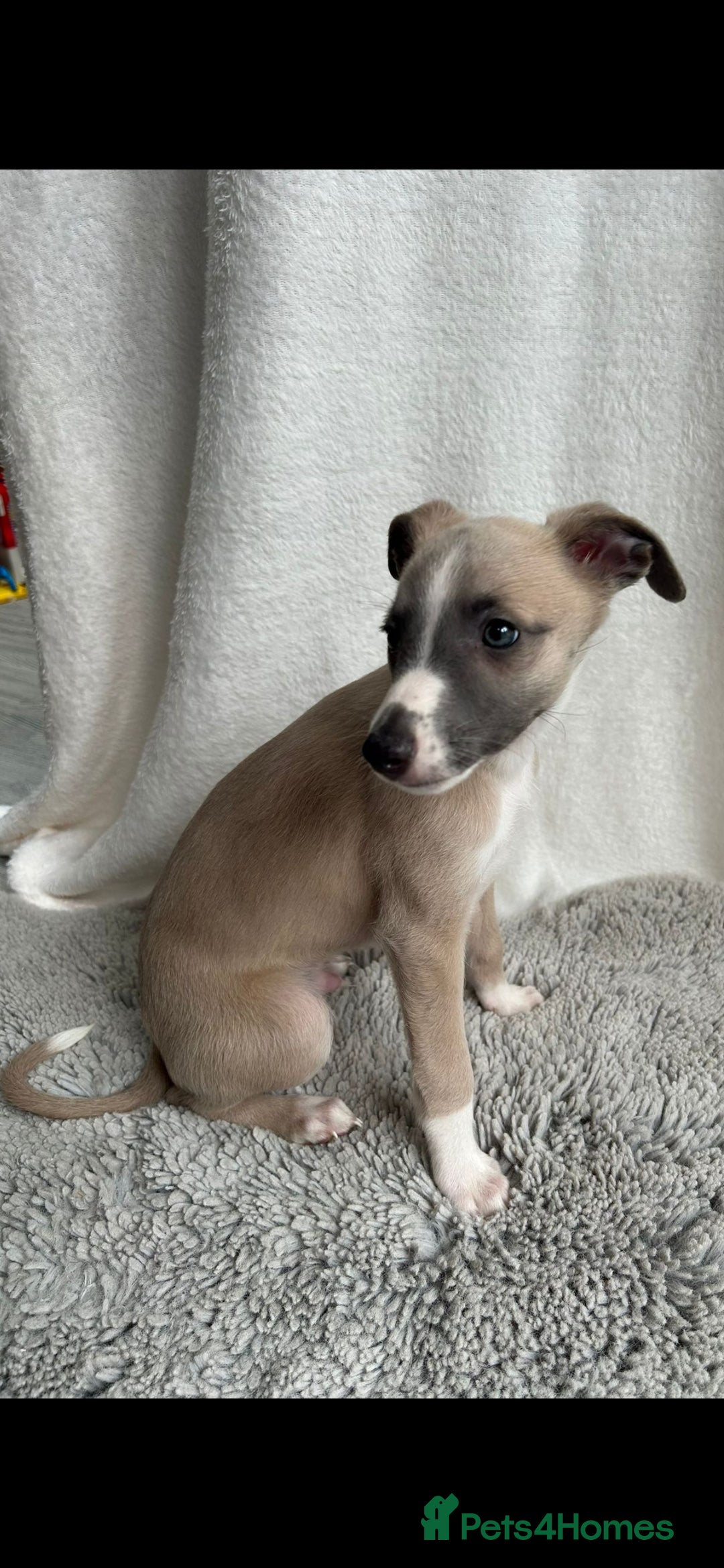 Whippet dogs for sale: Full kc registered whippets  - Image 3