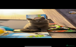 British Shorthair cats for sale: Meet stitch  - Image 7