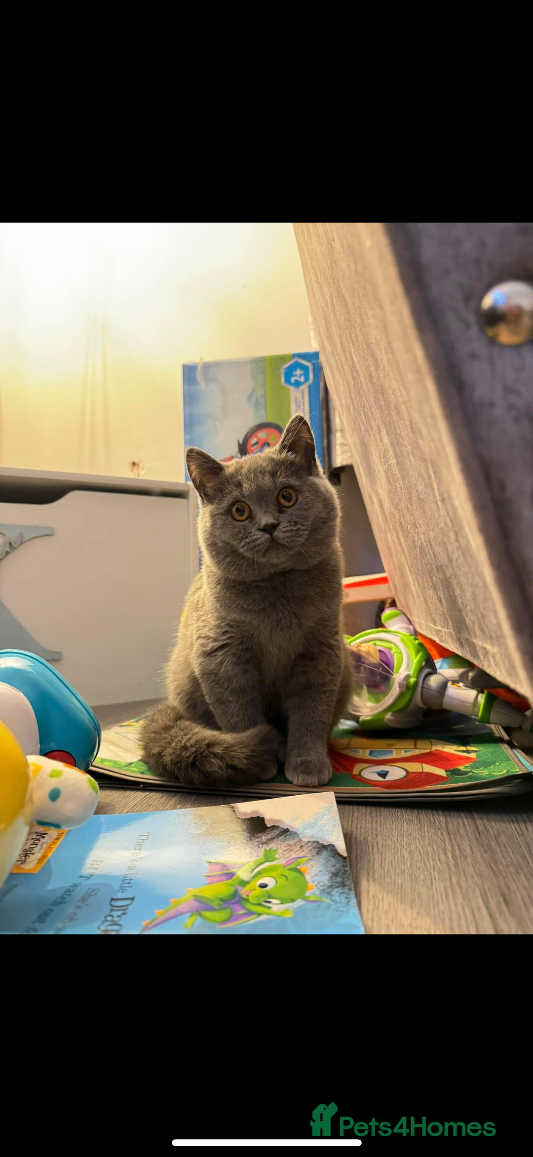 British Shorthair cats for sale: Meet stitch  - Image 7