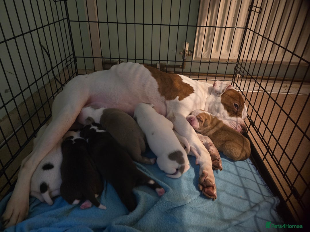 American Bully dogs for sale: Standard American bullys - Advert 1