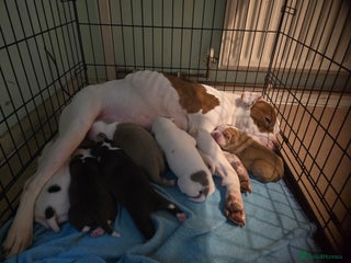 American Bully dogs Standard American bullys - Advert 1