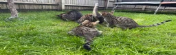 Savannah cats for sale: LAST BOY kitten left ! - Advert 6