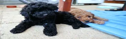 Miniature Poodle dogs for sale: Miniature Poodles in Northolt - Advert 21