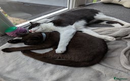 Domestic Shorthair cats for sale: Olaf and stitch need a new home  - Image 1
