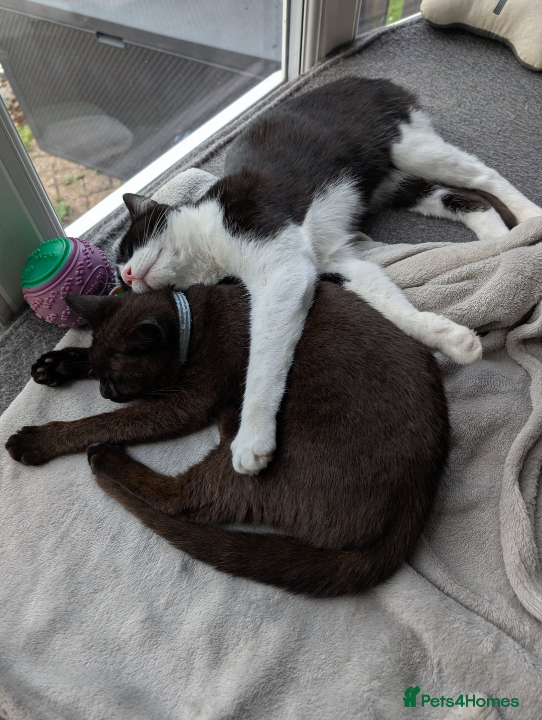 Domestic Shorthair cats for sale: Olaf and stitch need a new home  - Image 1