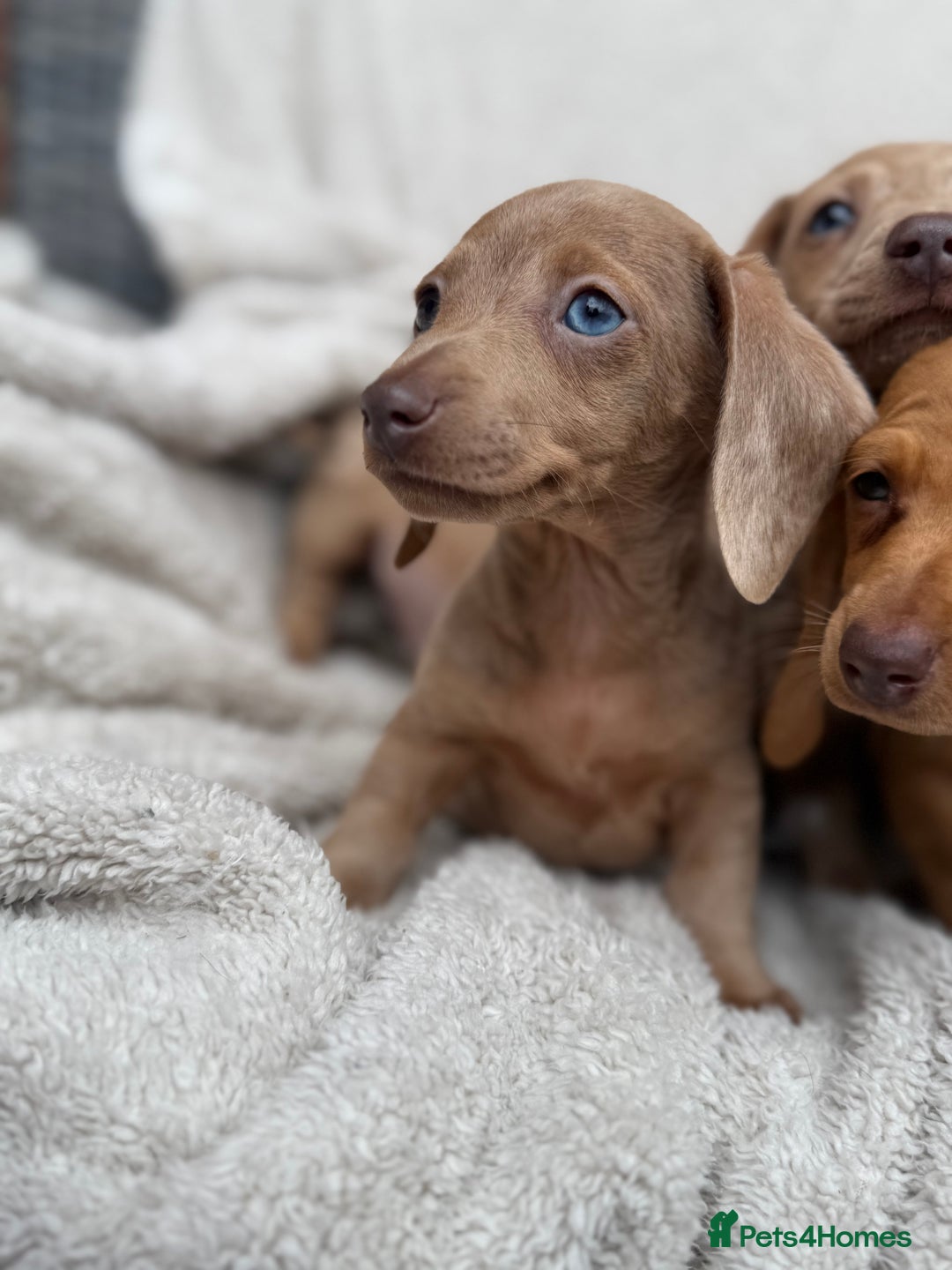 Miniature Dachshund dogs for sale: READY TO LEAVE Rainbow KC Reg Miniature Dachshunds - Image 11