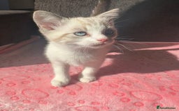 Maine Coon cats for sale: Gorgeous RARE Maine coon X Siamese Kitty 🩷 - Image 3