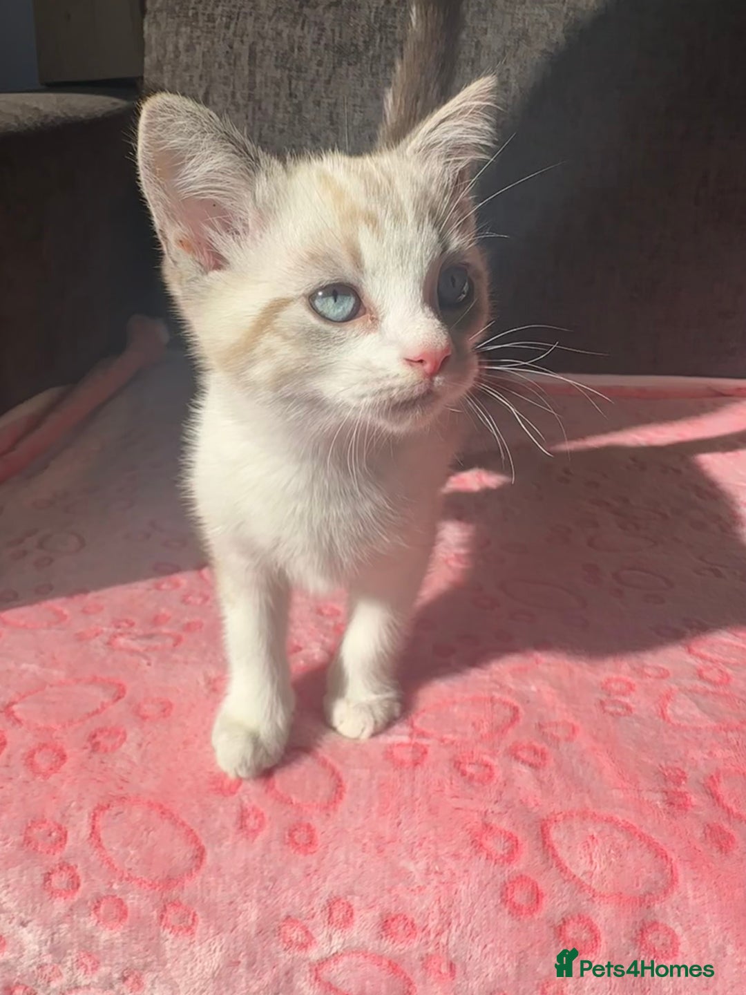 Maine Coon cats for sale: Gorgeous RARE Maine coon X Siamese Kitty 🩷 - Image 3