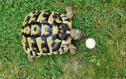 Tortoise reptiles for sale: Testudo Hermanni -tortoise for sale 7 years old - Image 11