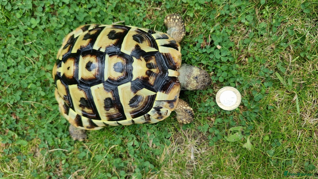Tortoise reptiles for sale: Testudo Hermanni -tortoise for sale 7 years old - Image 11