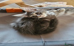 Maine Coon cats for sale: Large Breed Maine Coon Cross - Image 5