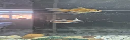 Fancy Goldfish fish for sale: 2 Fancy Goldfish in Wolverhampton - Advert 3