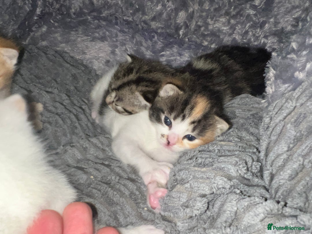Mixed Breed cats for sale: Mixed breed kittens loving for their forever home - Advert 29
