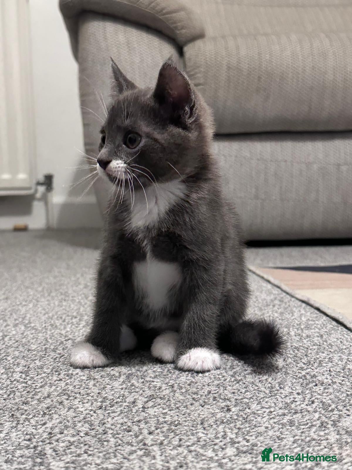 Mixed Breed cats Gorgeous playful kittens ready to go - Advert 8