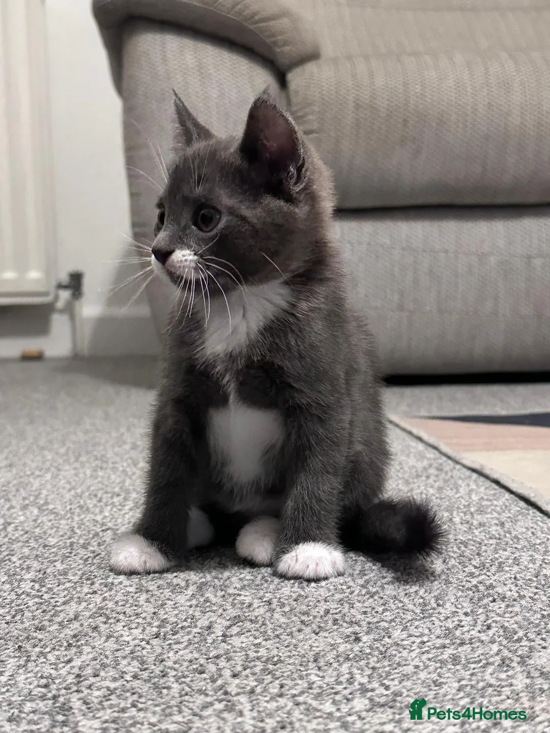 Mixed Breed cats for sale: Gorgeous playful kittens ready to go - Advert 1