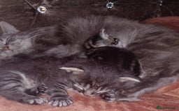 American Curl cats for sale: American x  - Image 4