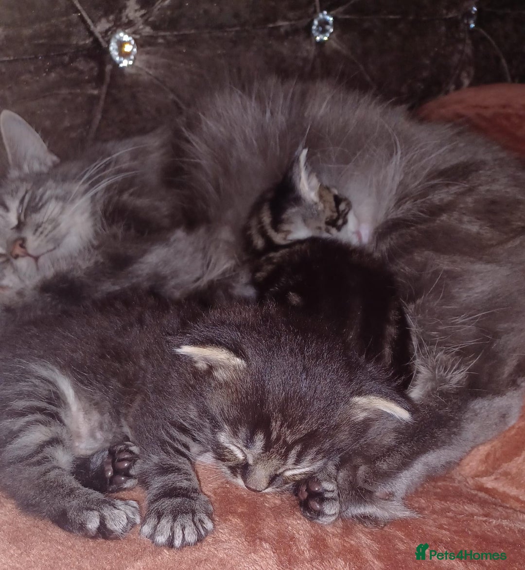 American Curl cats for sale: American x  - Image 4