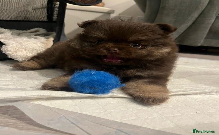 Pomeranian dogs - Advert 1