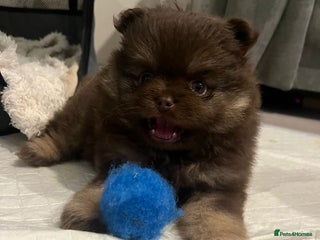Pomeranian dogs for sale - Advert 1