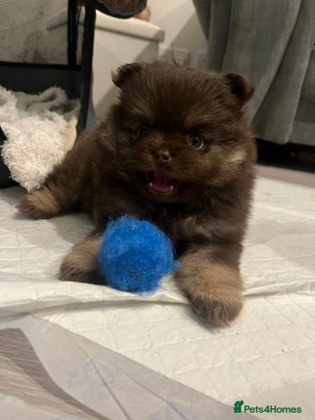 Pomeranian dogs - Advert 7