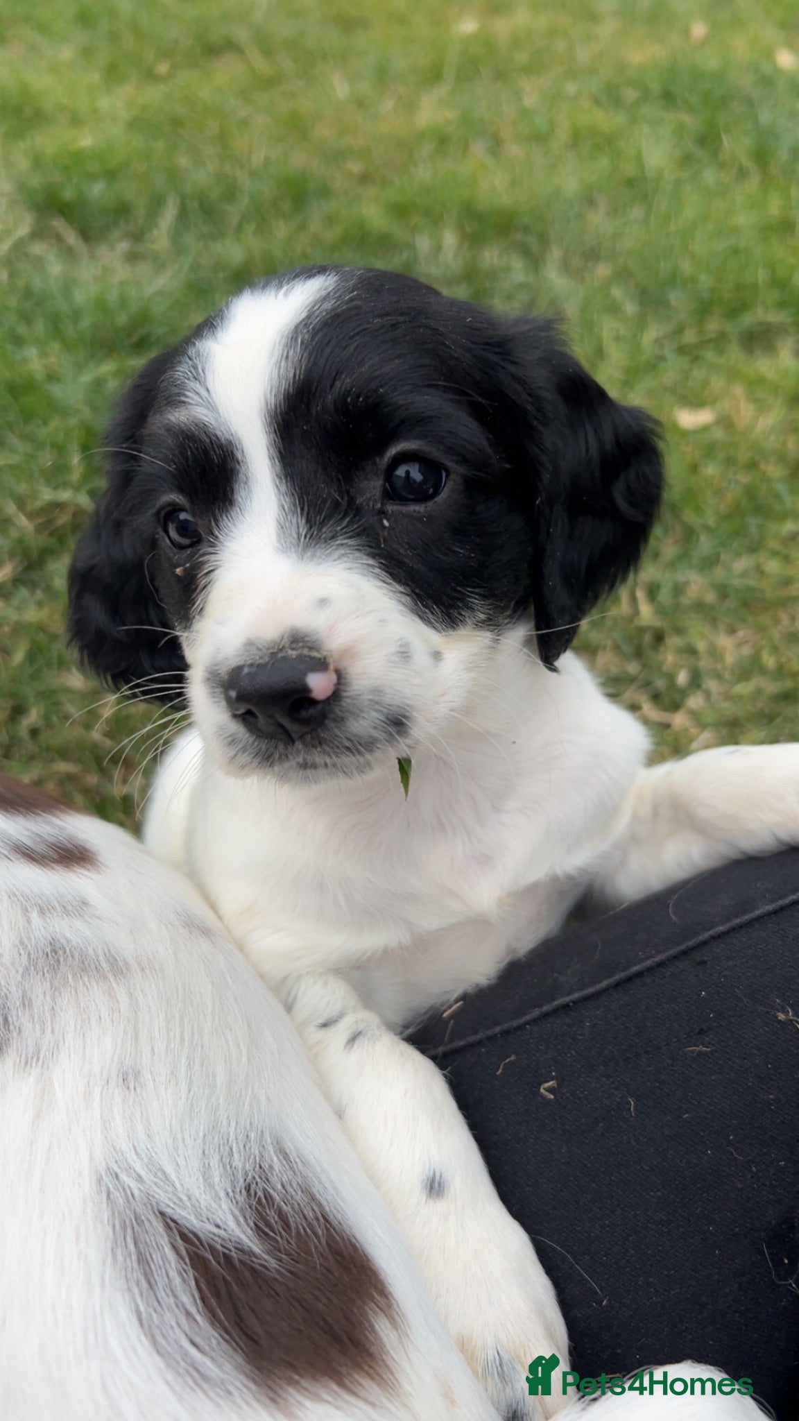 English Springer Spaniel dogs  springer spaniels pups for sale  - Advert 5